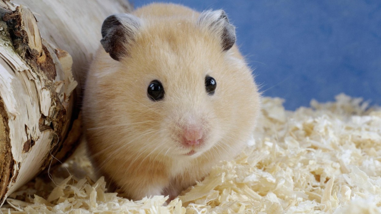 cute-hamster-desktop-background