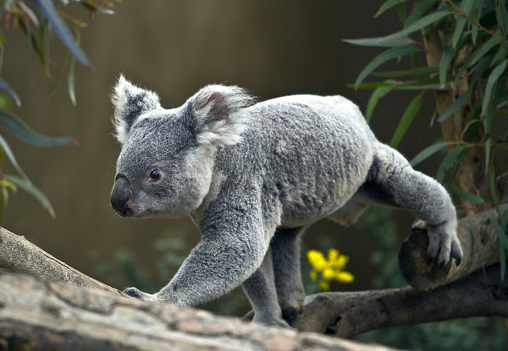 коала в домашних условиях