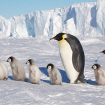 Антарктида: что это и почему там холодно
