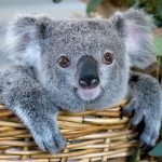 Приживется ли коала в домашних условиях