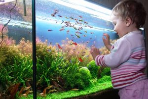 сын просит аквариум с рыбками